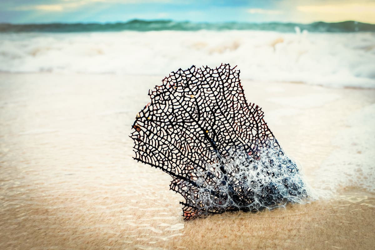 Sea Fan by Peter Mendelson 