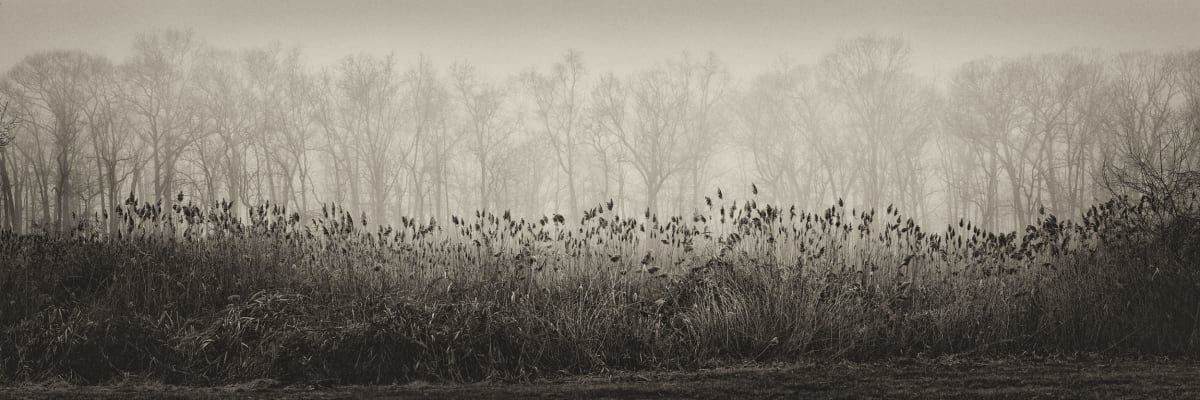 Tree Forms II by Peter Mendelson 