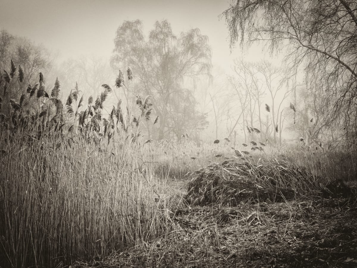 Tree Forms IV by Peter Mendelson 