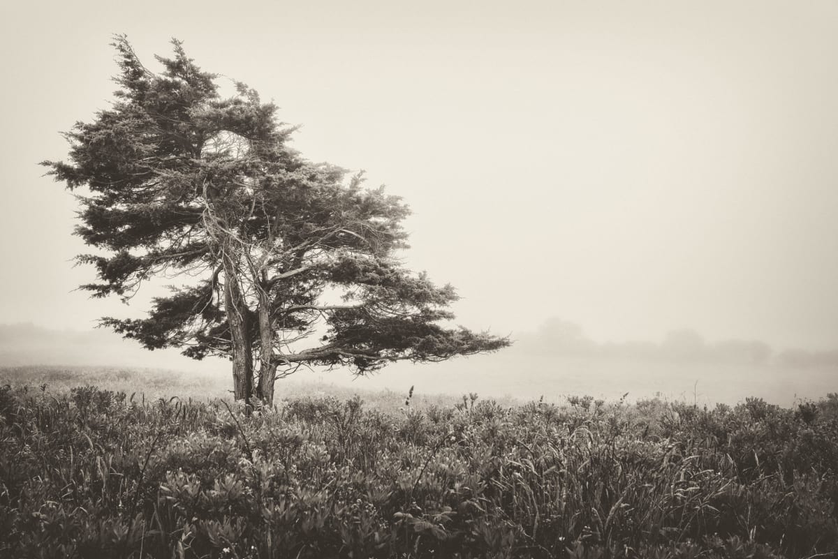 Rodman's Hollow III by Peter Mendelson, Image 1.