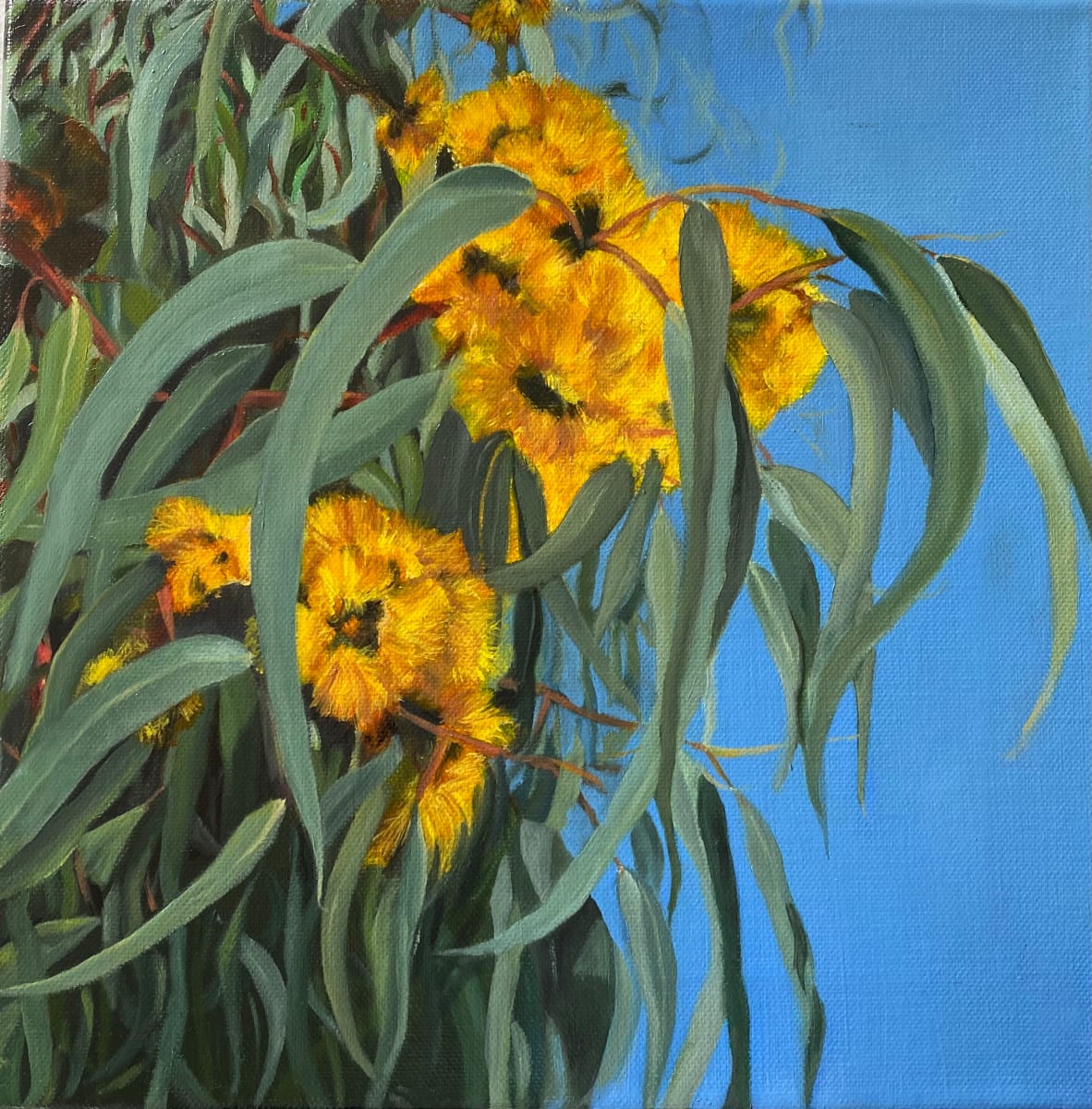 While Waiting II by Valeria Carballo  Image: "While waiting II"  is the second piece of a series of 3.  I live in Western Australia, and here, to see beauty, you only need to allow your eyes to wonder.   Illyarrie (Eucalyptus erythrocorys)