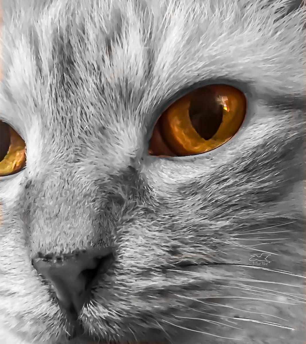 “Mac’s Eyes” by Dee Esler 