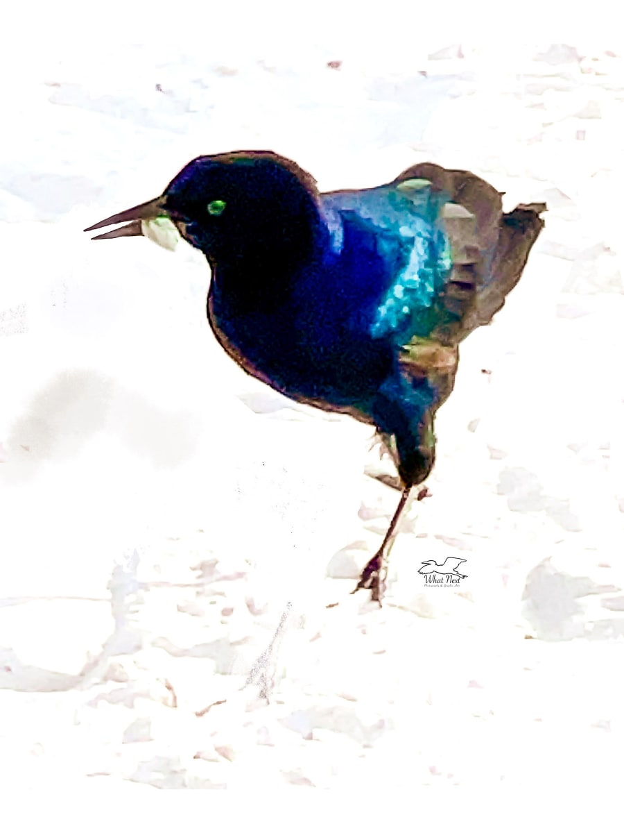 “Male Grackle” by Dee Esler  Image: “Male Grackle”