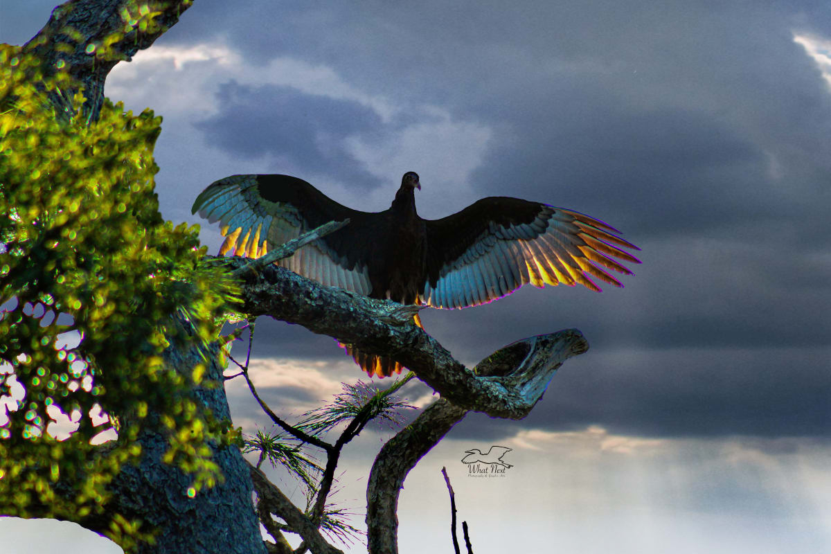 Light Wings by Dee Esler  Image: Light Wings