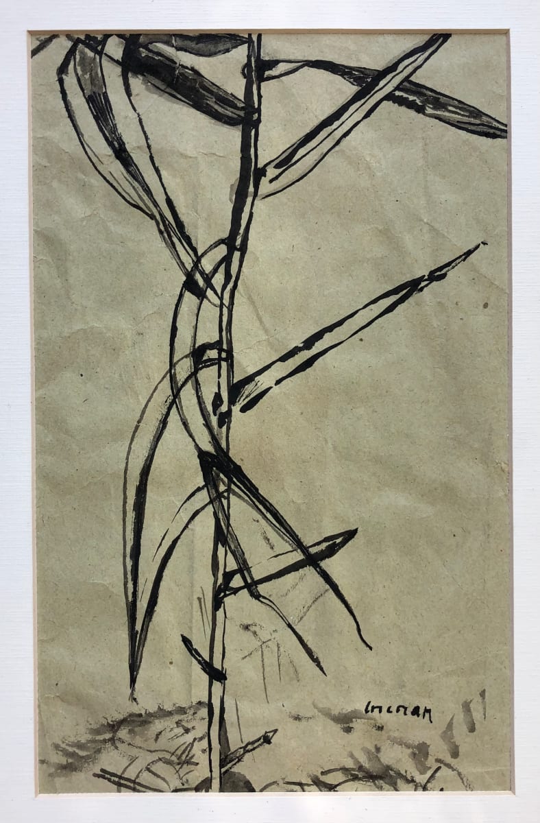 Greek bamboo plant sketch? by CORCORAN 