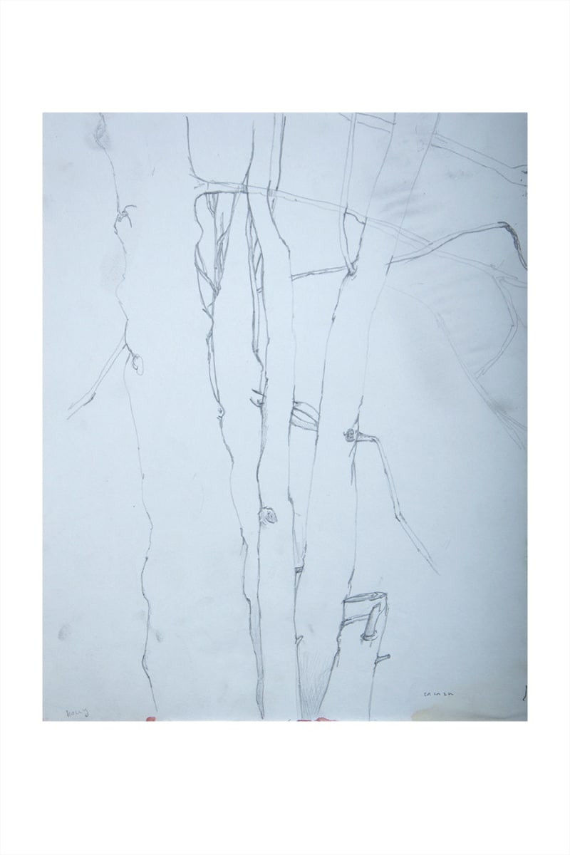 Hollies: in Seattle by CORCORAN 