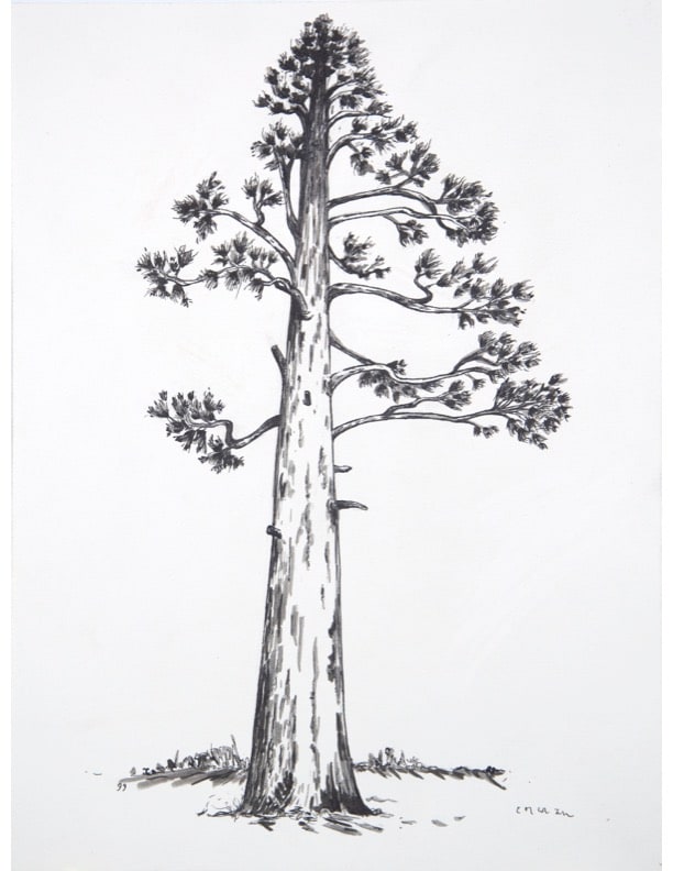 Flagstaff Ponderosa Tree by CORCORAN  Image: Originally created in Flagstaff, Arizona for a local non-profit organization newsletter.