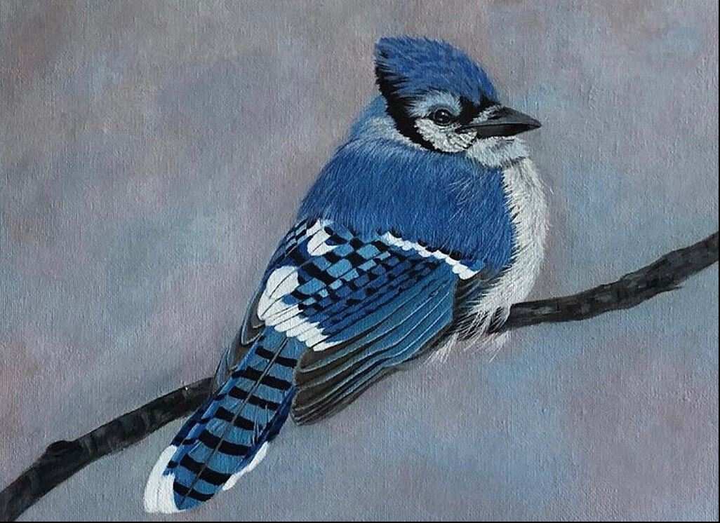 Eastern Blue Jay by Kendra Stone 