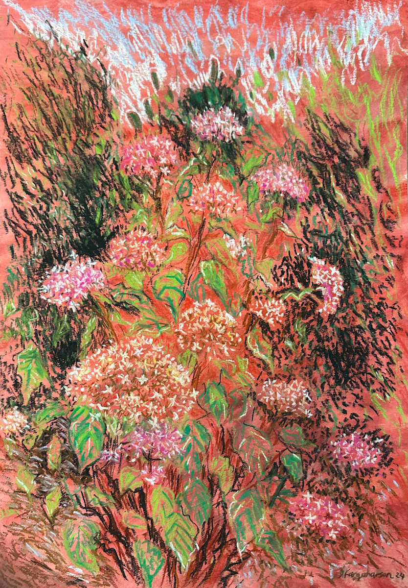 Hydrangeas in Harvey's Garden  (Hydrangea Arborescens Pink Annabelle) by Debbie  Farquharson  Image: Framed with white mount and black frame 