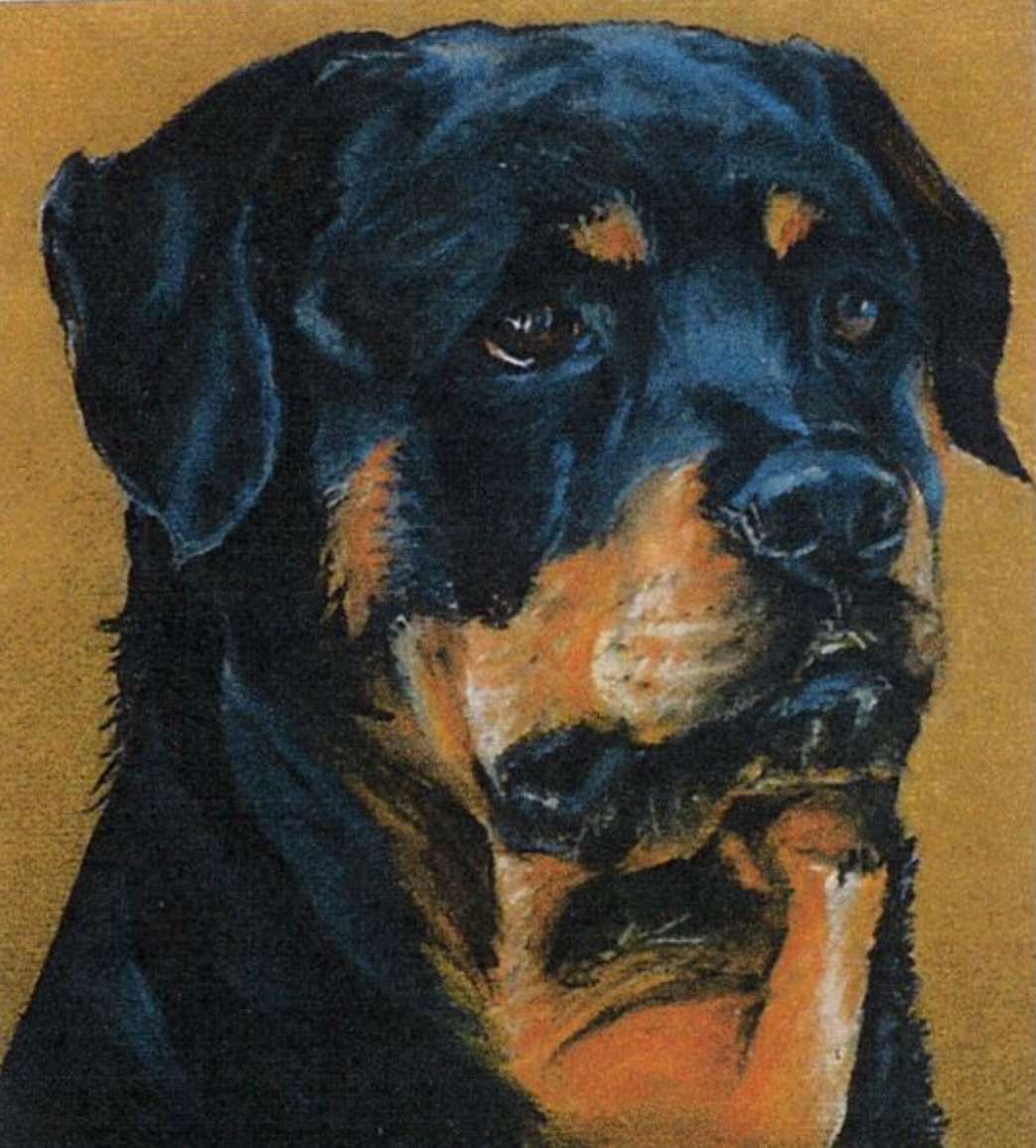 Rotwieller Dog portrait by Debbie  Farquharson, Image 1.