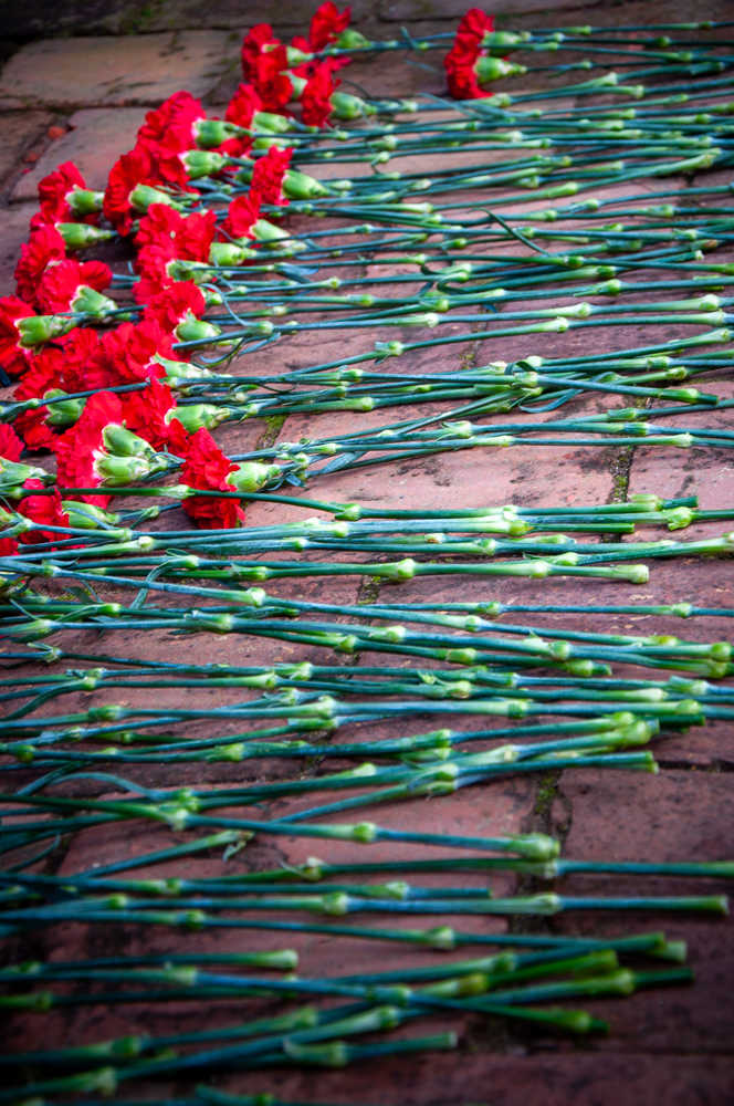 Memorial Carnations by Kate Brogdon 