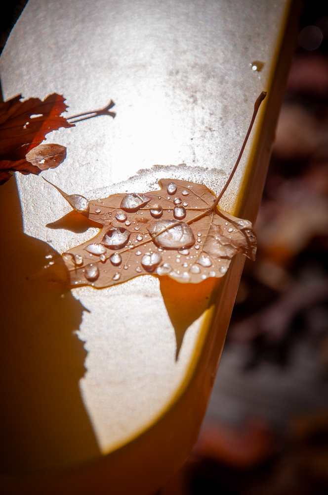 Wet leaves by Kate Brogdon 