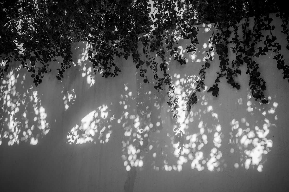 Cat hiding spot by Kate Brogdon 