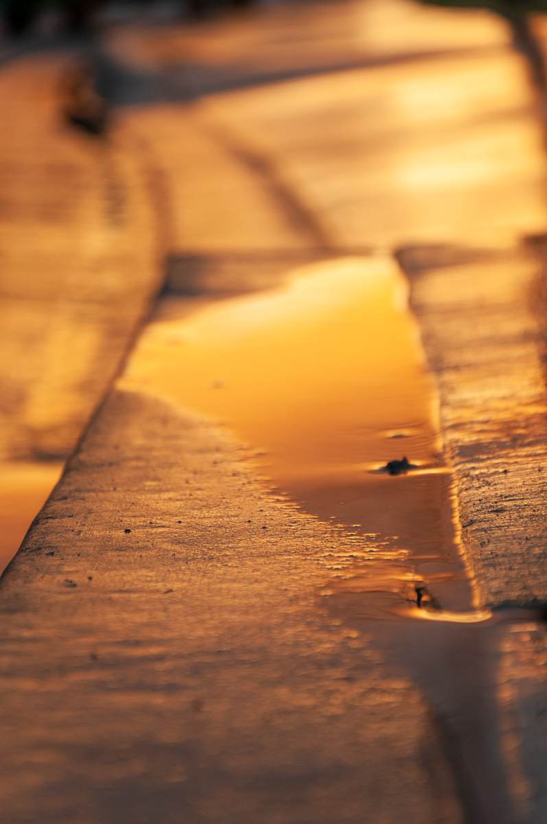 Gold after rain by Kate Brogdon 