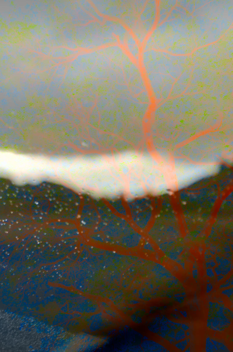 Acacia through wet windshield by Kate Brogdon 