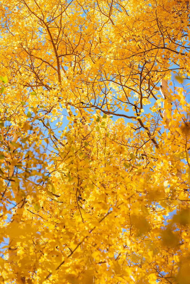 Autumn // 4 by Dylan James Lockard 