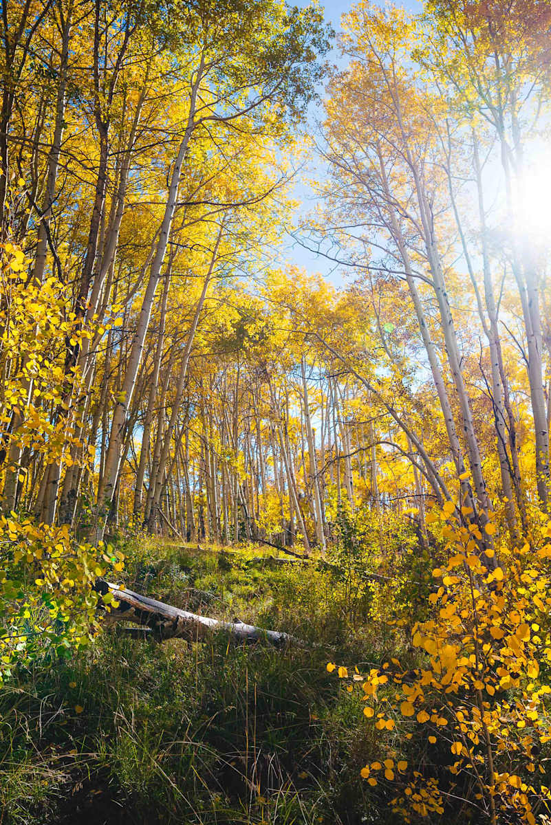 Autumn // 1 by Dylan James Lockard, Image 12.
