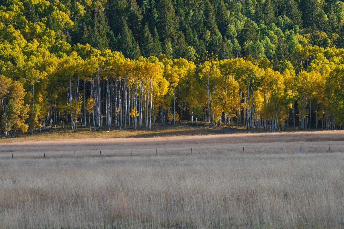 Autumn // 10 by Dylan James Lockard 