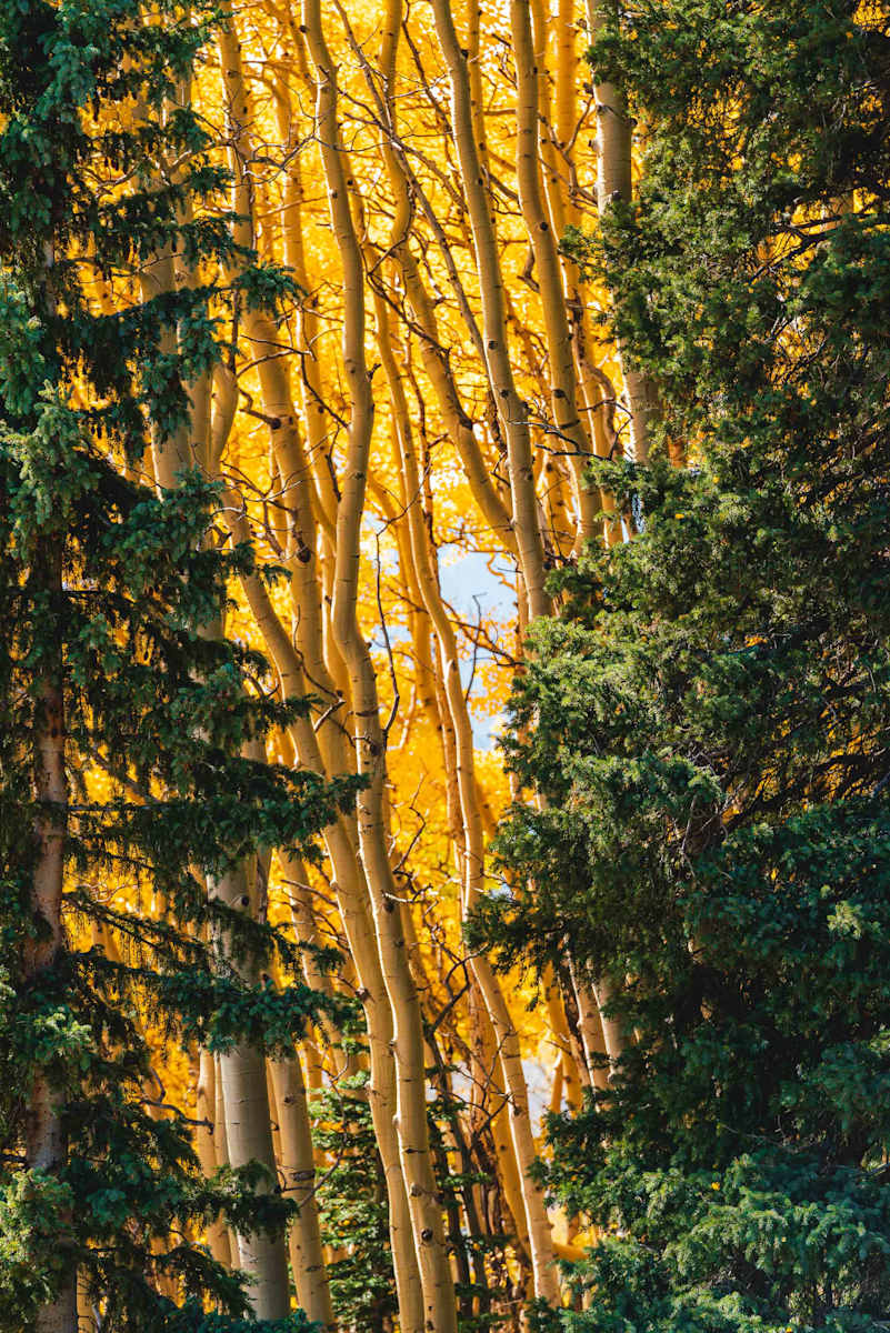 Autumn // 5 by Dylan James Lockard, Image 8.