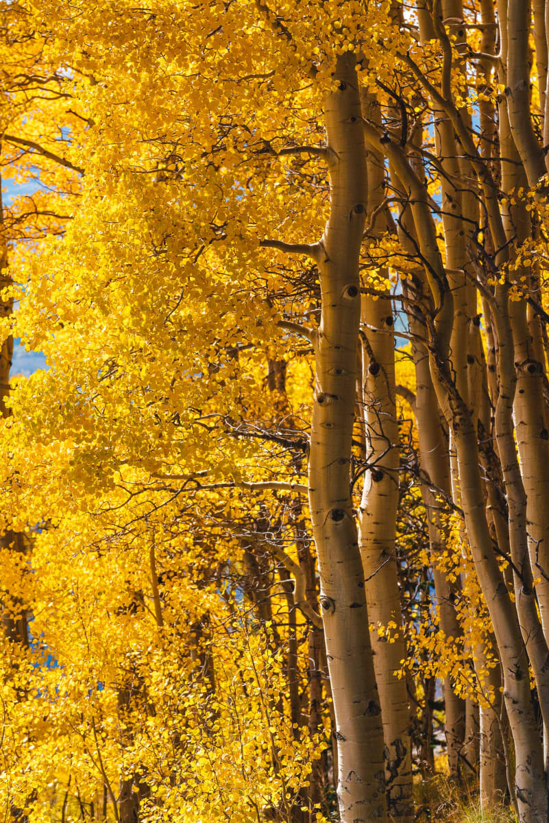 Autumn // 3 by Dylan James Lockard, Image 10.