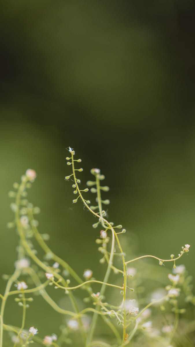 Bokeh // 6 by Dylan James Lockard 