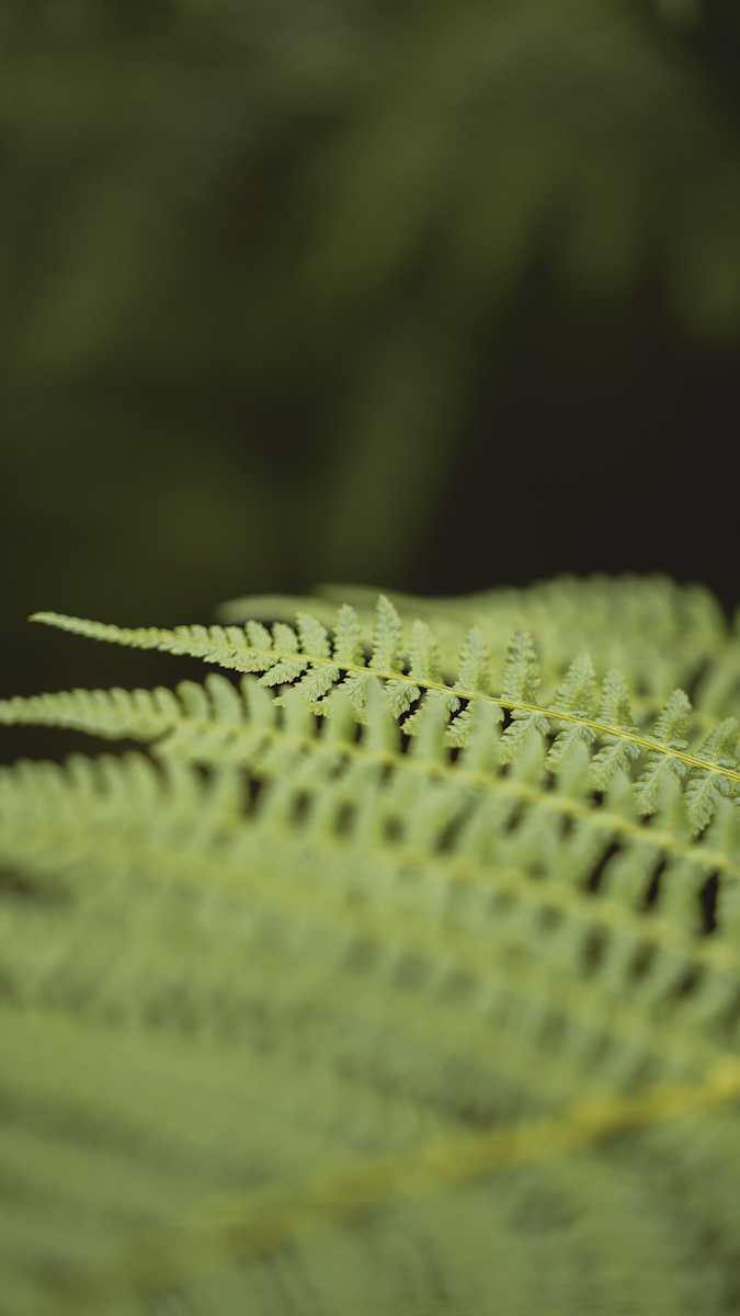 Bokeh // 7 by Dylan James Lockard, Image 1.