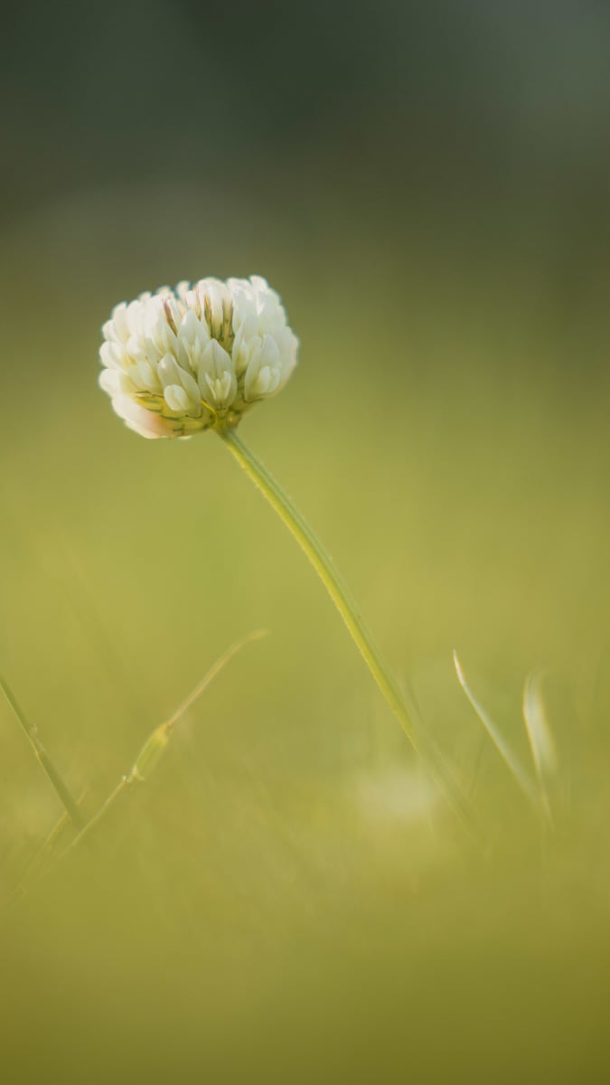 Bokeh // 5 by Dylan James Lockard 