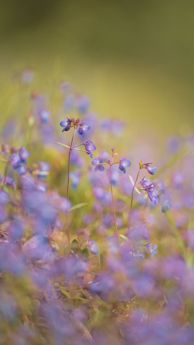 Bokeh // 1 by Dylan James Lockard 