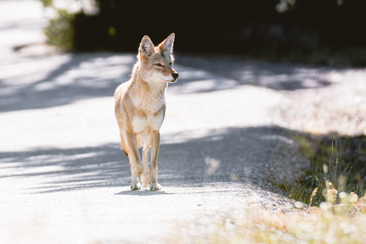 Life // 6 by Dylan James Lockard 