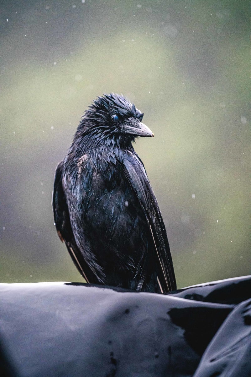 Life // 5 by Dylan James Lockard 