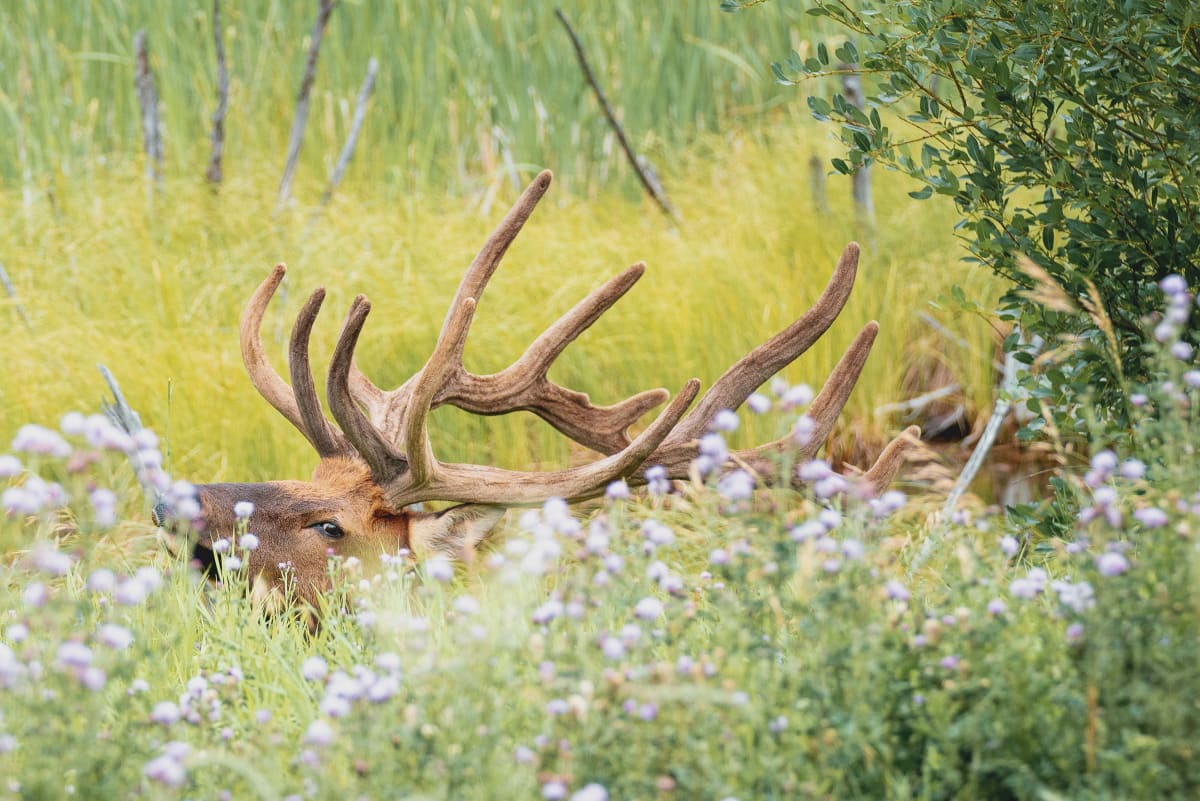 Life // 1 by Dylan James Lockard 