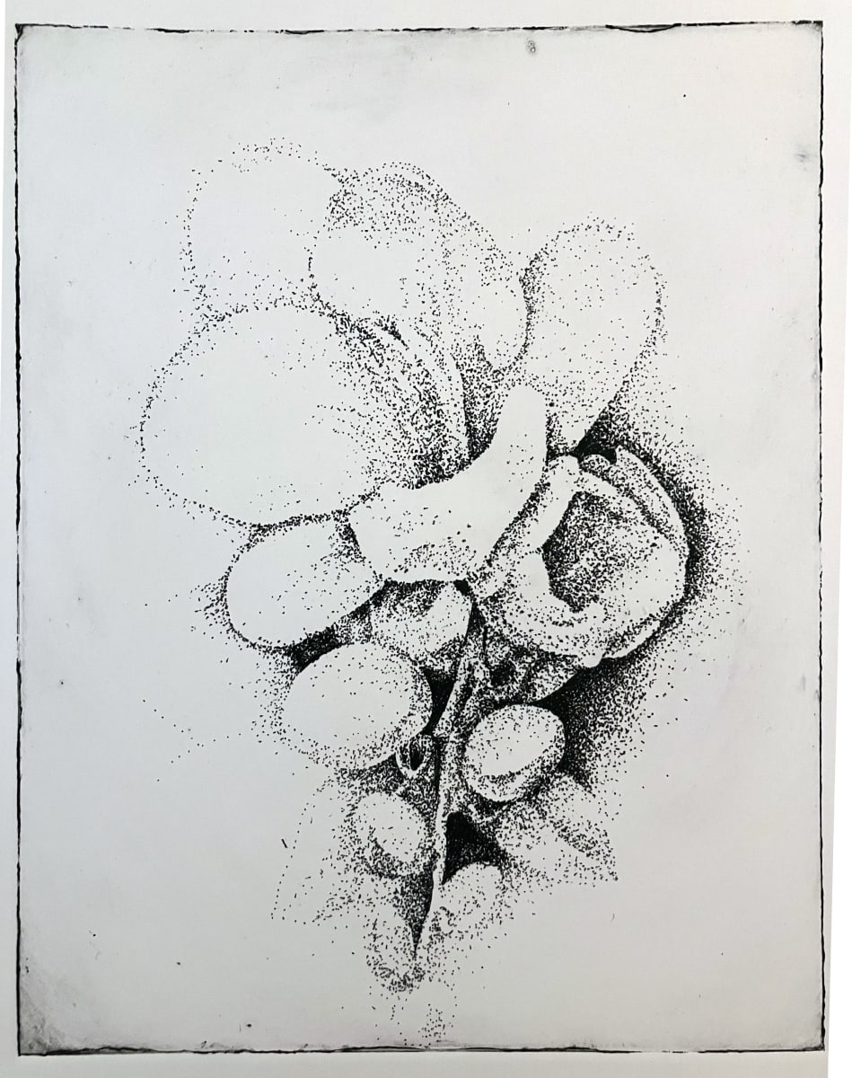 Flower and Pods  Image: Print from drawing of flower