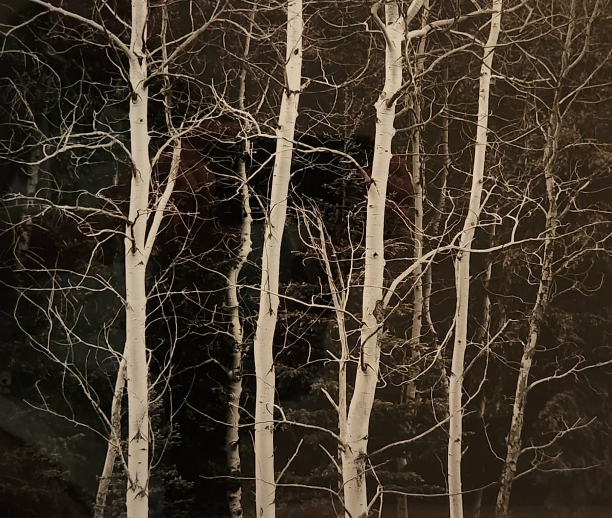 Aspen Trees by John Sexton 