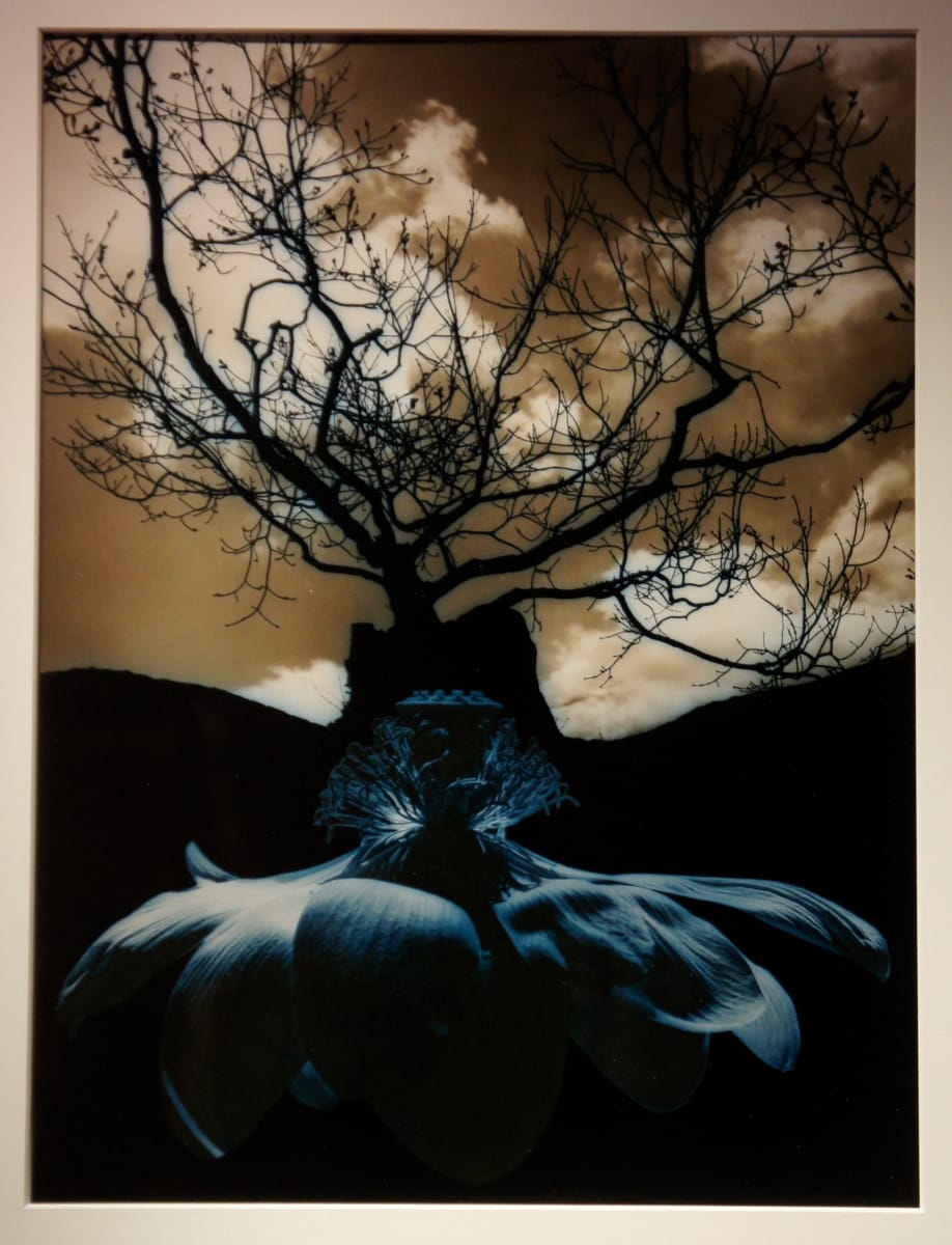 Tree and Magnolia by Jerry Uelsmann 