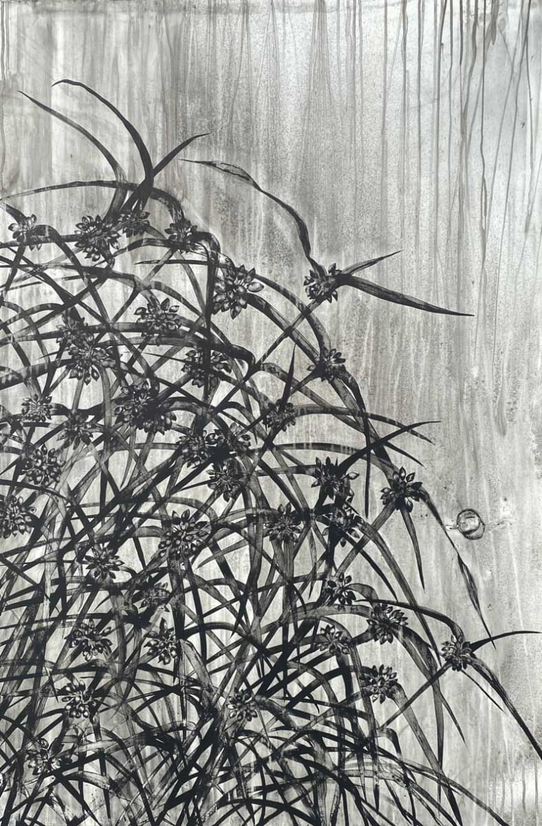 Spiderwort by Heidi Jung 