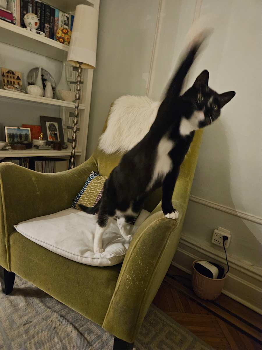 More cats by Ellen Frank  Image: Versailles 