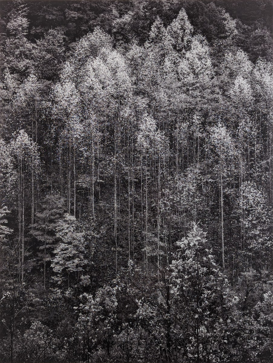 Dawn Autumn, Great Smokey Mountains National Park, Tennessee by Ansel Adams 