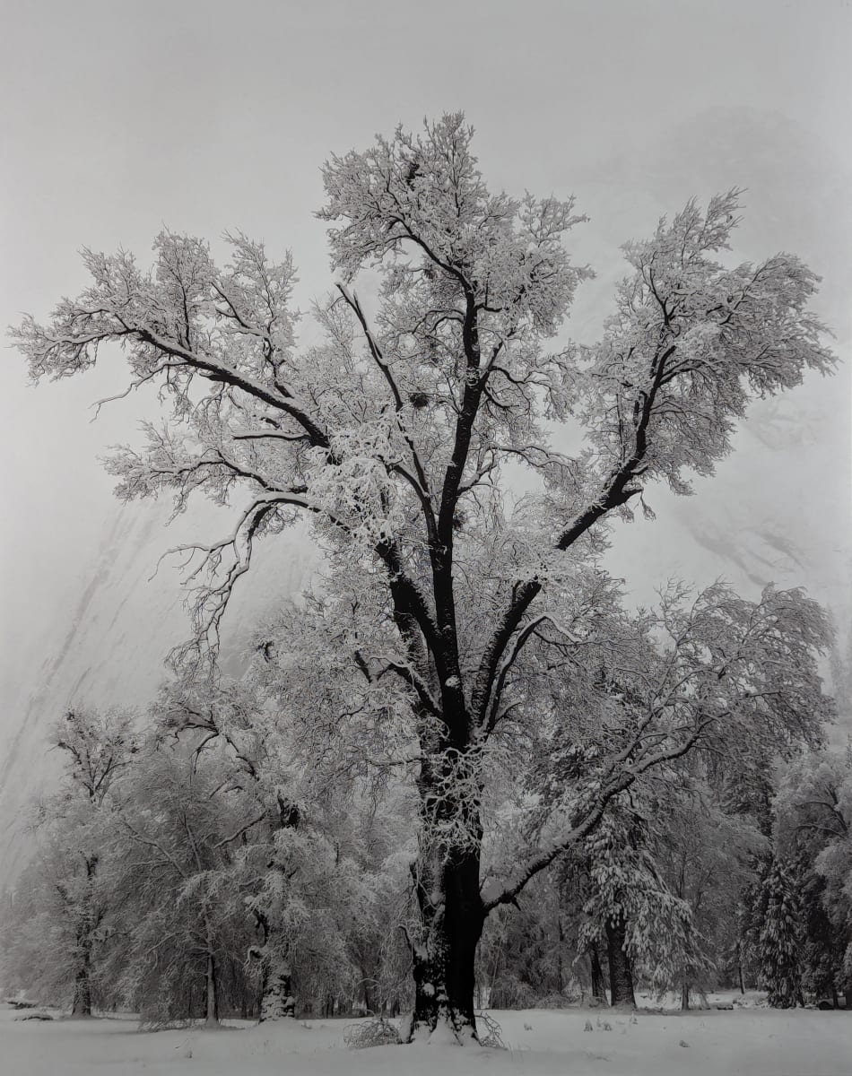 Oaktree, Snowstorm, Yosemite National Park by Ansel Adams 