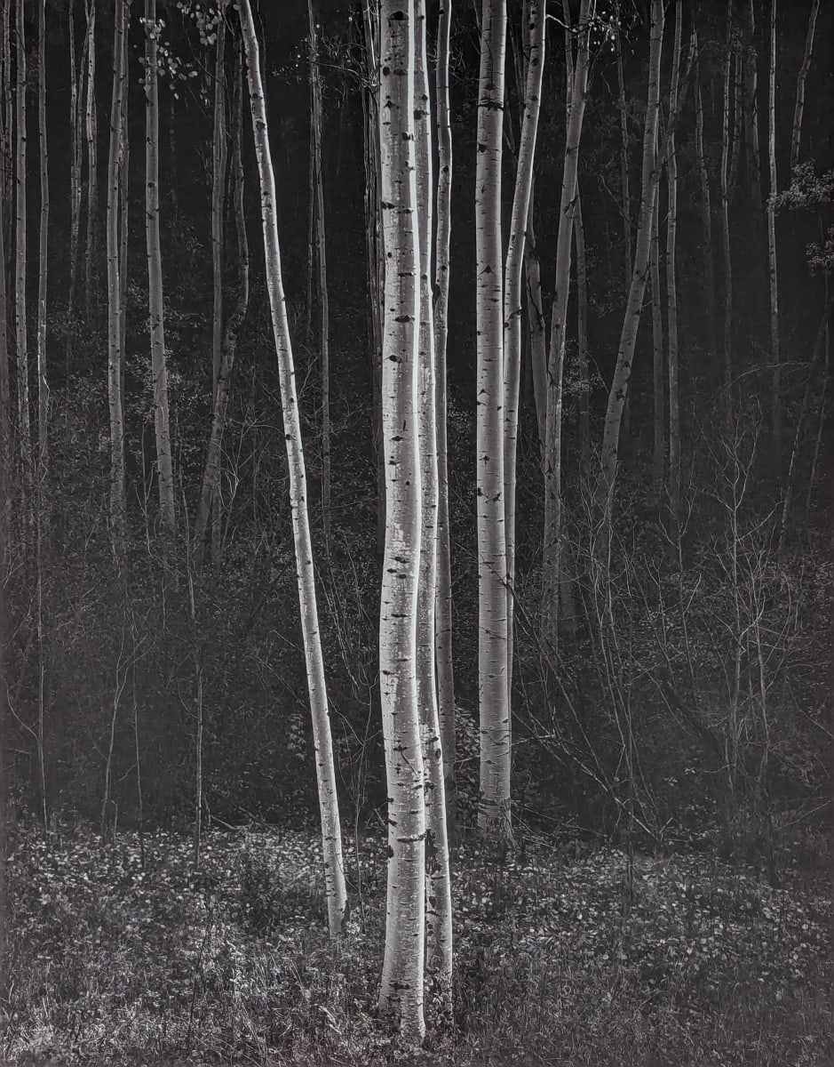 Aspens, Northern New Mexico by Ansel Adams 