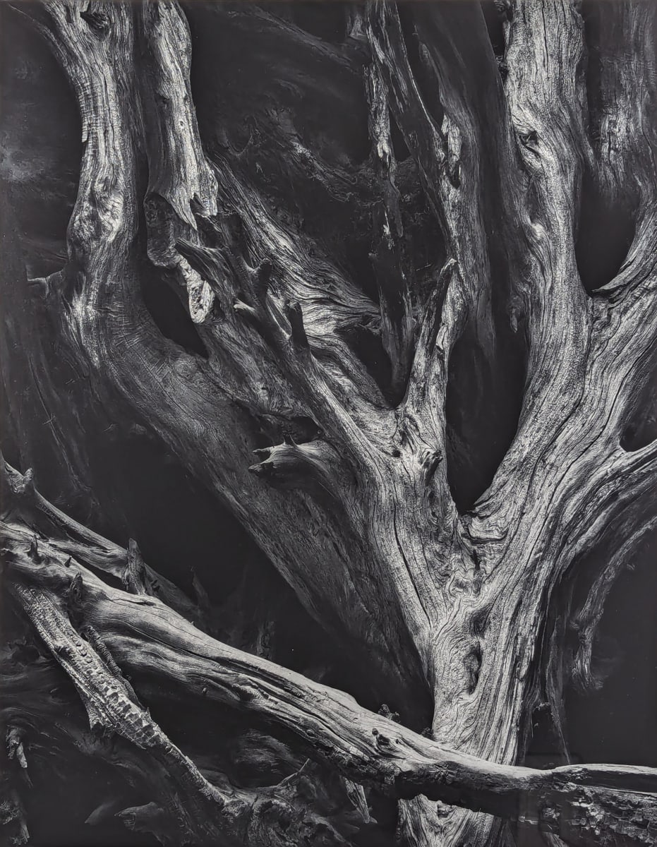 Sequoia Gigantea Roots, Yosemite National Park, California by Ansel Adams 