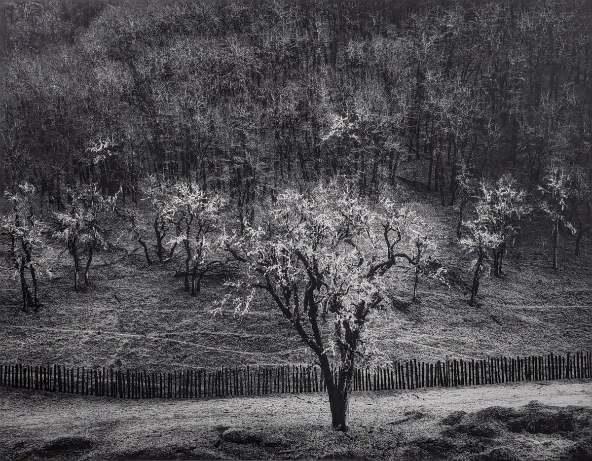 Oak Tree, Rain, Sonoma County, California by Ansel Adams 