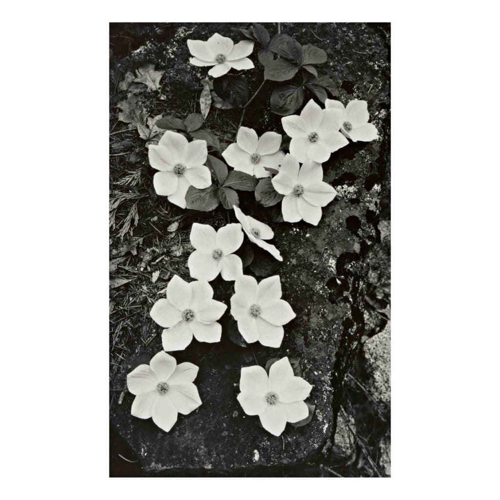 Dogwood, Yosemite National Park by Ansel Adams 