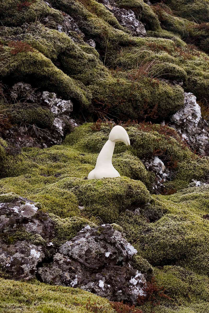 Icelandic Garden 5 by Nikki Renee Anderson  Image: edition of five
