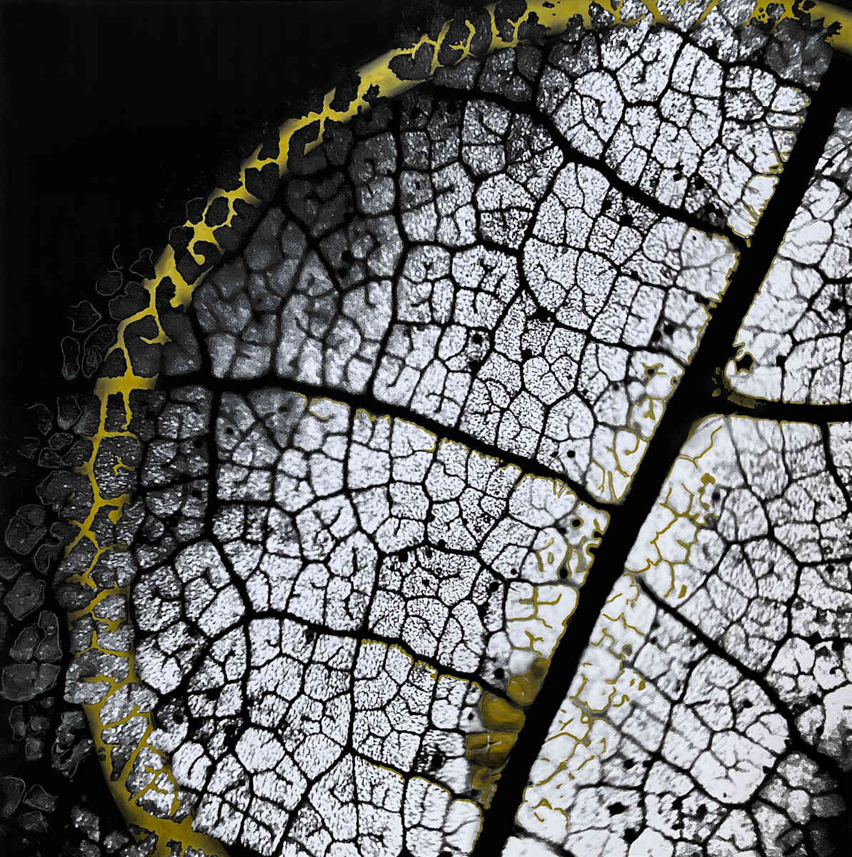 Lumières I by Brindusa Burrows, Image 1.