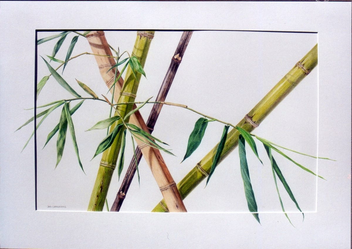 Bamboo 1 by Jan Lawnikanis 