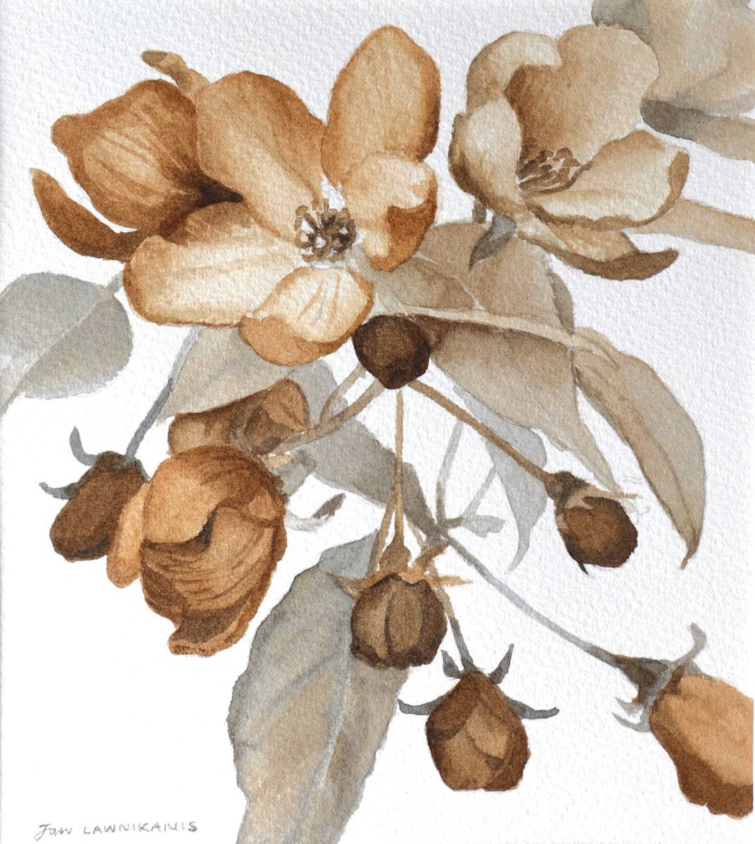 Crab Apple Blossoms -Brown by Jan Lawnikanis 
