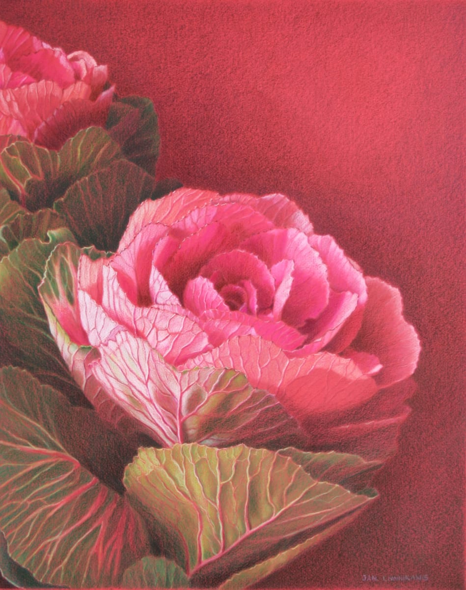 Ornamental Kale by Jan Lawnikanis 