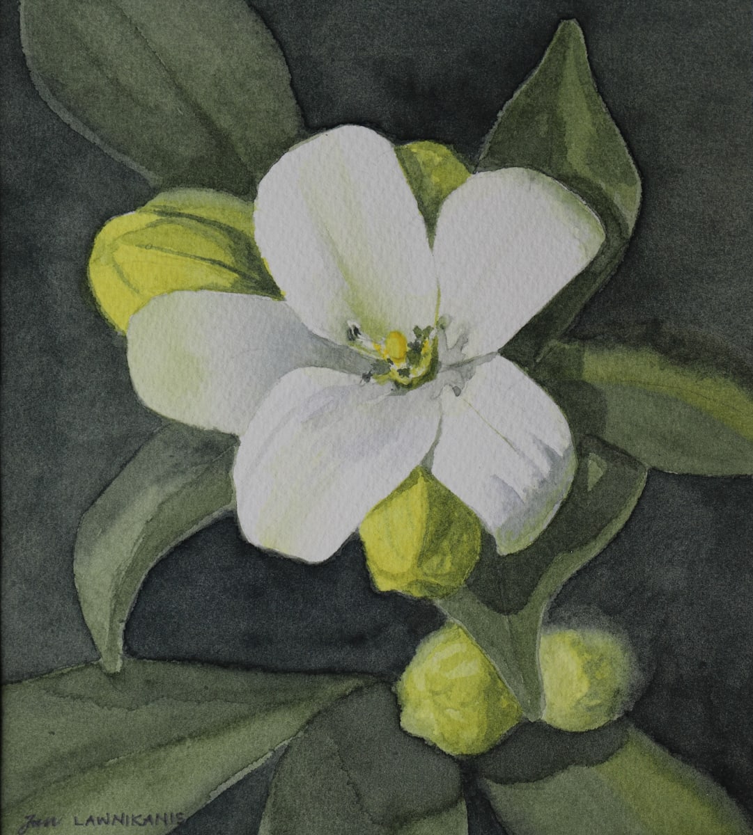 White Beauty by Jan Lawnikanis 