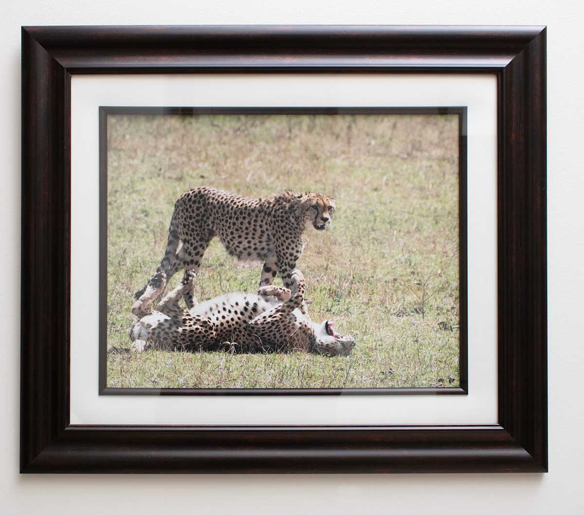 Massi Mara Nationak Park, Kenya – Cheetahs by Susan Lewis 
