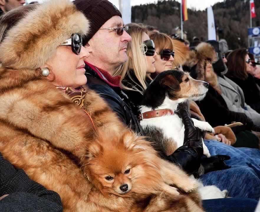 Snow Polo. St Moritz. Dog and coat by Martin Parr 